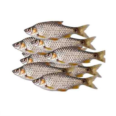 Puti Fish (Deshi) ±25gm