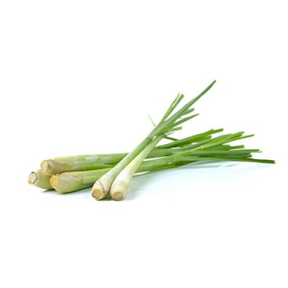 Lemon Grass Stalk ± 12 gm