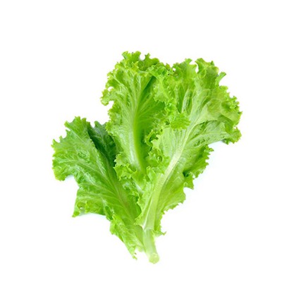 Lettuce Leaves ± 10 gm