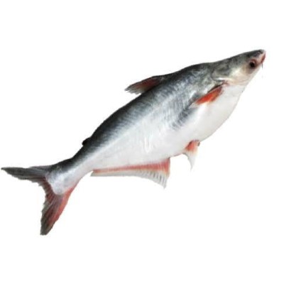 Pangas Fish (Size: 1kg-1.5kg) ±50 gm