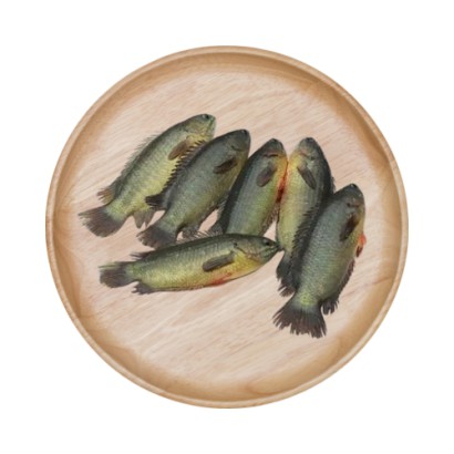 Koi Deshi Fish (M) ±50gm-18-25 pcs