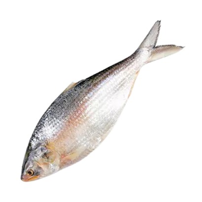 Premium Hilsha Fish (Asto Ilish) 900gm ± 50gm