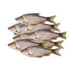 Puti Fish (Deshi) ±25gm