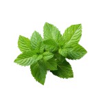 Pudina Pata (Mint Leaves) ± 10 gm