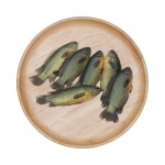 Koi Deshi Fish (M) ±50gm-18-25 pcs