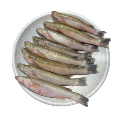 River Bata Fish