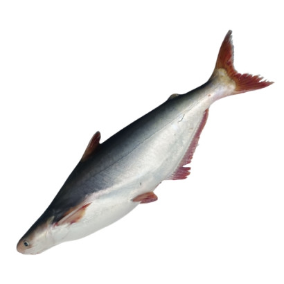River Pangash Whole Size: 4kg-5kg (Per Kg)