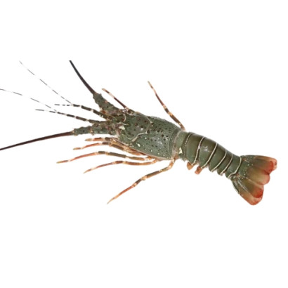 Lobster Whole (Size: 300-400gm)