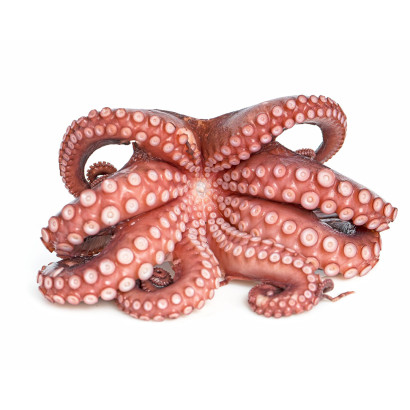 Octopus Whole