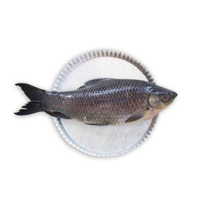 Kalibaush Fish (Size: 3kg-5kg)
