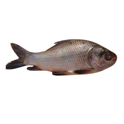 Katla Fish (Size: 4 kg - 5 kg) Per kg