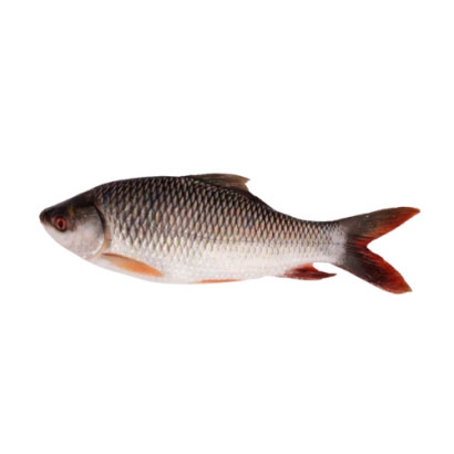 Rui Fish big size (4kg-5kg) ±50gm