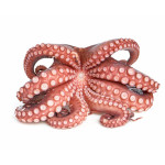 Octopus Whole