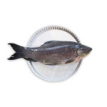 Kalibaush Fish (Size: 3kg-5kg)