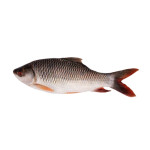 Rui Fish big size (4kg-5kg) ±50gm