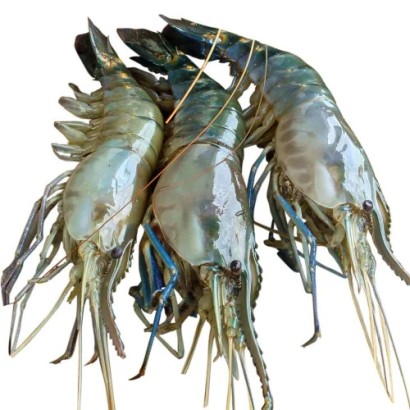 Golda Chingri - Shrimp (10 -14 Pcs)