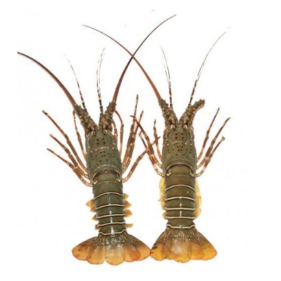 Lobster Whole (Size: 200-280gm)