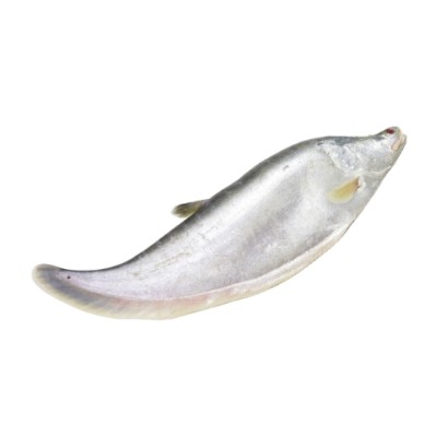 Chitol Fish (1kg-1.4kg) Per Kg