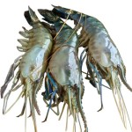 Golda Chingri - Shrimp (10 -14 Pcs)