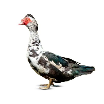 Deshi China Duck (দেশী চিনা হাঁস) Size: 2-3kg