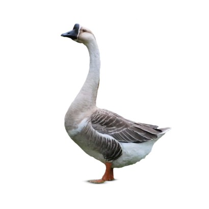 Deshi Swan Duck.(দেশী রাজ হাঁস) Size: 3-4kg