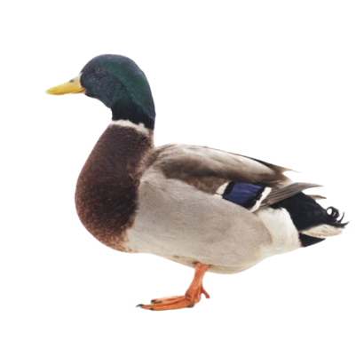 Deshi Duck (দেশি হাঁস) Size: 1.5-2kg