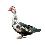 Deshi China Duck (দেশী চিনা হাঁস) Size: 2-3kg